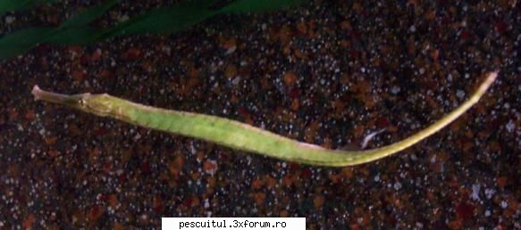 SPECII DE PESTI DIN MAREA NEAGRA - Modigliani - SPECII DE PESTI