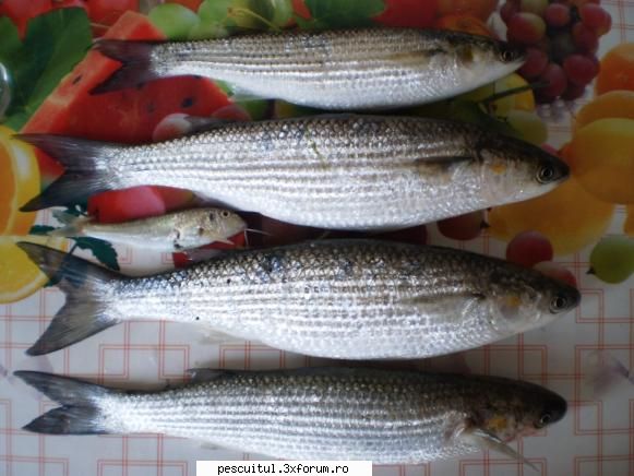 SPECII DE PESTI DIN MAREA NEAGRA - CHEFALUL MARE sau Mugil cephalus Chefalul mare - SPECII DE PESTI