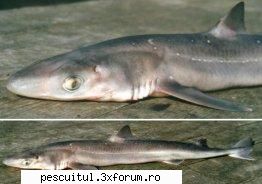 SPECII DE PESTI DIN MAREA NEAGRA - RECHINUL DE MAREA NEAGRA - caine de mare - SPECII DE PESTI