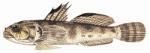 SPECII DE PESTI DIN MAREA NEAGRA - Guvidul Negru GUVIDUL NEGRU Gobius niger - SPECII DE PESTI