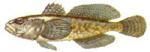 SPECII DE PESTI DIN MAREA NEAGRA - Guvidul de mare GUVIDUL DE MARE Gobius - SPECII DE PESTI