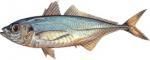 SPECII DE PESTI DIN MAREA NEAGRA - Stavridul STAVRIDUL Trachurus trachurus - SPECII DE PESTI