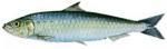 SPECII DE PESTI DIN MAREA NEAGRA - Sardeaua SARDEAUA Sardina pilchardus sardina - SPECII DE PESTI