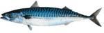 SPECII DE PESTI DIN MAREA NEAGRA - Scrumbia Albastra SCRUMBIA ALBASTRA Scomber - SPECII DE PESTI