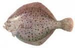 SPECII DE PESTI DIN MAREA NEAGRA - Cambula CAMBULA Pleuronectes zlesus luscus - SPECII DE PESTI