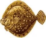 SPECII DE PESTI DIN MAREA NEAGRA - Calcanul CALCANUL Scophthalmus maeoticus - SPECII DE PESTI