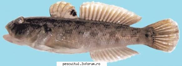 SPECII DE PESTI DIN MAREA NEAGRA - Strunghilul STRUNGHILUL Gobio melanostomus - SPECII DE PESTI