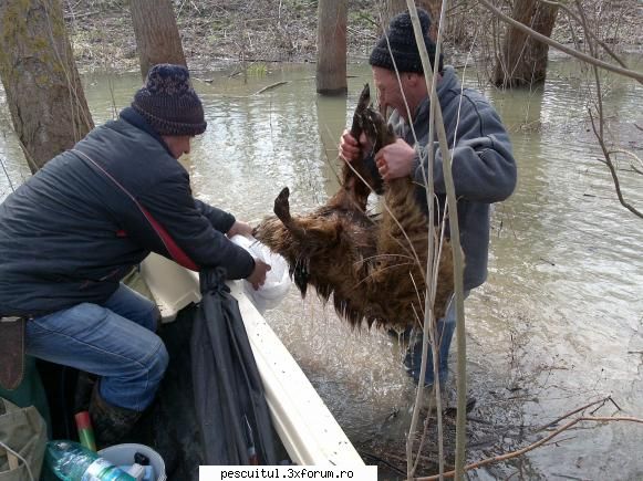 Sa contribui si eu... - Avea in jur de 20 kg - POZELE MELE - PESCUIT