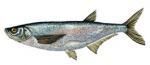 Sabita - Pescuit la sabita - SABITA Pelecus cultratus Raspandire Traieste in - SPECII DE PESTI