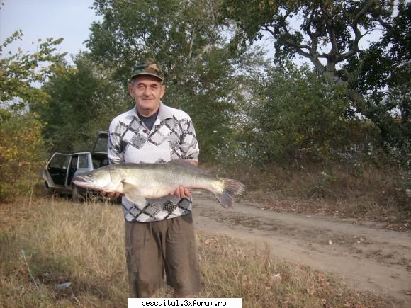 Salau pe Mures/Periam - Si pe aici se prinde salau - POZELE MELE - PESCUIT
