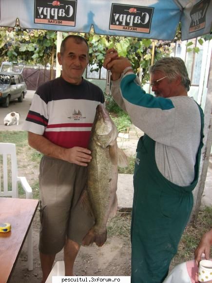 Salau pe Mures/Periam - Are 8,2kg. si 87cm. Prins in noaptea de la - POZELE MELE - PESCUIT