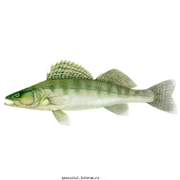 Salaul - Pescuitul salaului - Metode de pescuit - Denumire : Salau Denumirea latina - SPECII DE PESTI