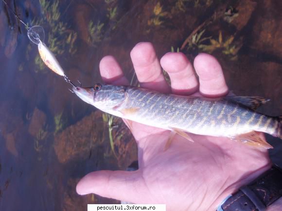 Salutare la pescari - Poate va e dor de un peste. Am zis sa va arat o - CAFENEA - DISCUTII OFF TOPIC