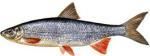 Scobarul - Pescuitul scobarului - SCOBARUL Chondrostoma nasus Raspandire Scobarul - SPECII DE PESTI