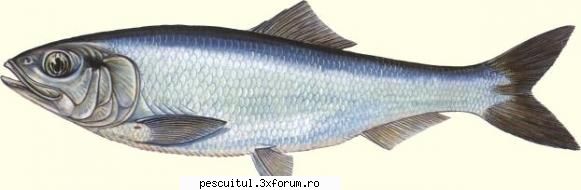 Scrumbia de Dunare (Alosa pontica) - Scrumbia este unul dintre cei mai apreciati pesti - SPECII DE PESTI