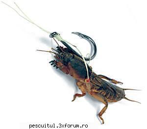 Somnul - Cum pescuim somni mari - se pot lega coropisnitele pe cirlig printr-un - SPECII DE PESTI