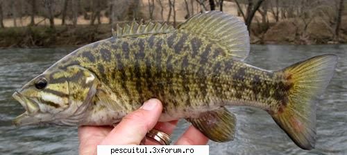 Specii de pesti non-native din apele dulci ale Romaniei - Acesta ar fi "Micropterus - SPECII DE PESTI