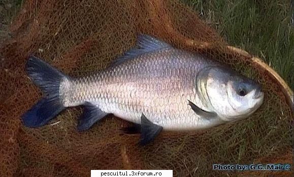 Specii de pesti non-native din apele dulci ale Romaniei - Dintre Cyprinide am gasit dupa - SPECII DE PESTI