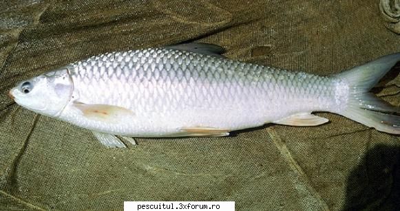 Specii de pesti non-native din apele dulci ale Romaniei - "Cirrhina mrigala" un alt - SPECII DE PESTI