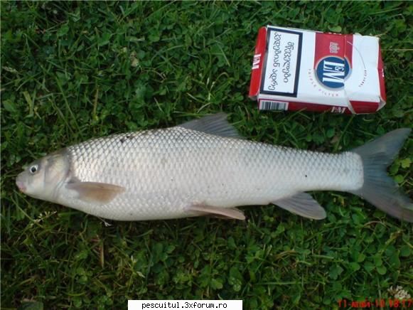 Specii de pesti non-native din apele dulci ale Romaniei - Fotografia este luata dintr-un - SPECII DE PESTI