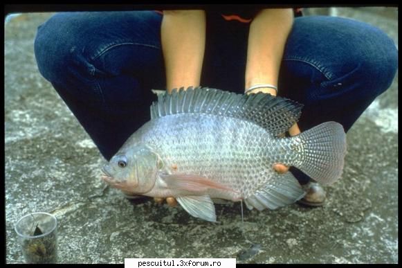Specii de pesti non-native din apele dulci ale Romaniei - Si ultima specie la care face - SPECII DE PESTI