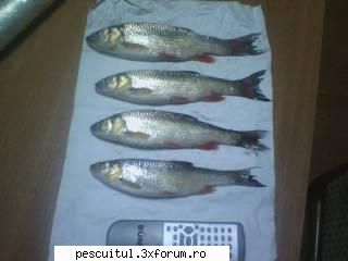 Spining La Clean - Pun mai jos 2 poze cu cleni prinsi de mine in - PESCUIT - SPINING