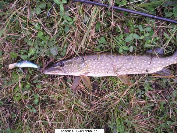 Stiuca - Oscilanta , rotativa sau vobler ? - Azi am scos o stiuca mai imbracata din stepi - PESCUIT - SPINING