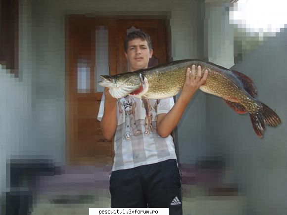 Stiuca - Pescuitul stiucii - Totul despre stiuca - am prins si eu o stiuca de 8 kg in - SPECII DE PESTI