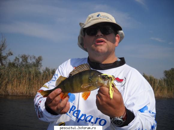 Stiuca la spinnerbait - fatdaddy - PESCUIT - SPINING