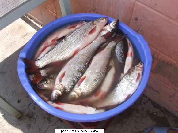 Tehnica Bolognese - Cum pescuim cu bolognesa - Eu folosesc bolognesa cand ajung pe la - PESCUIT STATIONAR