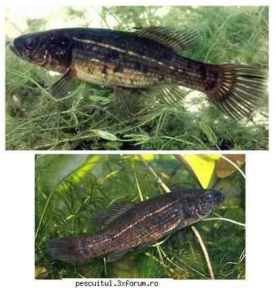 Tiganusul - TIGANUSUL (Umbra krameri) Raspandire Tiganusul - SPECII DE PESTI
