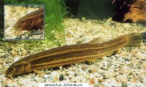 Tiparul - TIPARUL (Misgurnus fossilis) Raspandire Originar - SPECII DE PESTI