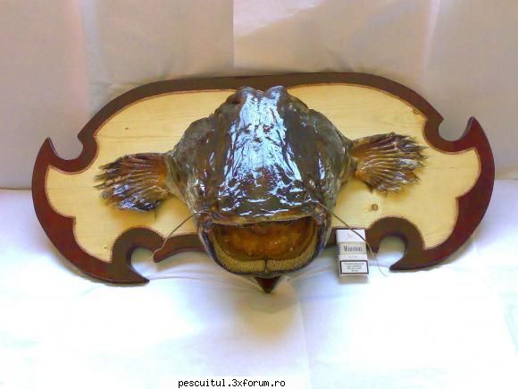 Trofee preparate de mine - Mai un trofeu mare. A avut 65 kg! Ce parere aveti - POZELE MELE - PESCUIT