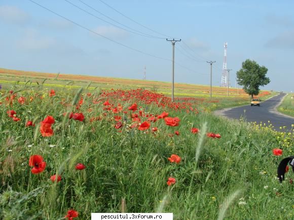 VALY , si nu numai , in PEISAJE - POZE DUPA ...DRUMUL SPRE ZIMNICEA ... (Smardioasa - POZELE MELE - PESCUIT