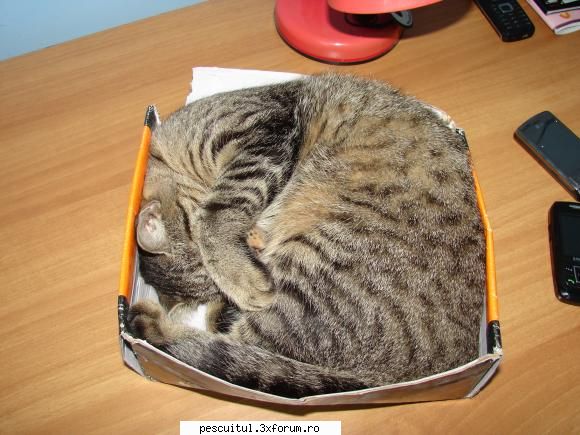 VALY , si nu numai , in PEISAJE - Pisica la ............cutie ! - POZELE MELE - PESCUIT