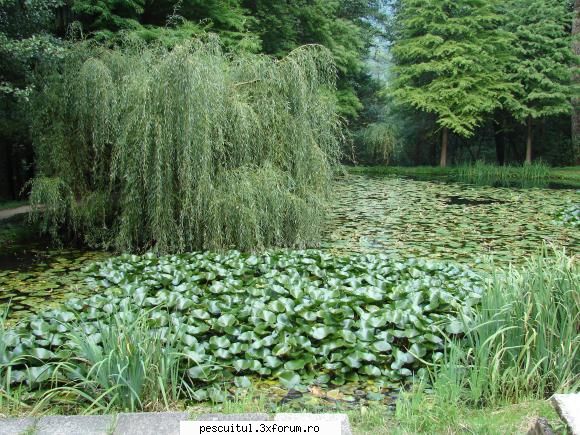 VALY , si nu numai , in PEISAJE - Olanesti ........lacul cu nuferi - POZELE MELE - PESCUIT