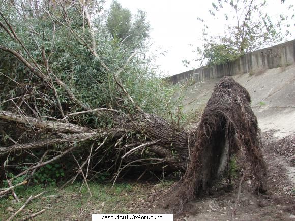 VALY , si nu numai , in PEISAJE - si se mai radacina avea salcia asta - POZELE MELE - PESCUIT