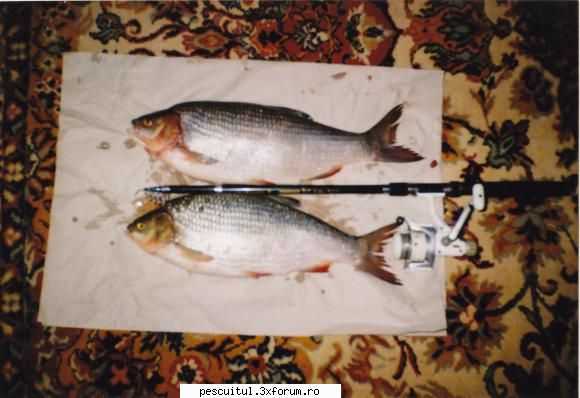 Vaduvita - Cum pescuim vaduvita - August ,6 kg cea mai mare - SPECII DE PESTI