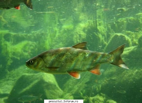 Vaduvita - Cum pescuim vaduvita - flavius angling - SPECII DE PESTI