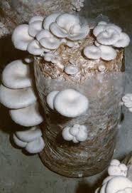 Vand ciuperci - Vand ciuperci Pleurotus Ostreatus , productie - BAZAR PESCAR - VANZARI , CUMPARARI