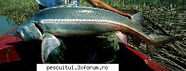 Viza - Totul despre pestele viza - Recordul mondial category: rod & reel weight - SPECII DE PESTI