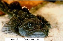 Zglavoaca - Zglavoaca (Cottus gobio) Raspandire geografica - SPECII DE PESTI