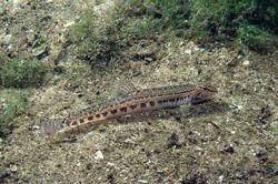 Zvarluga - ZVARLUGA (Cobitis taenia) Raspandire Poate fi - SPECII DE PESTI