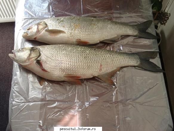 avati-3,6 si 3,2kg - In trei ore de spinn - POZELE MELE - PESCUIT