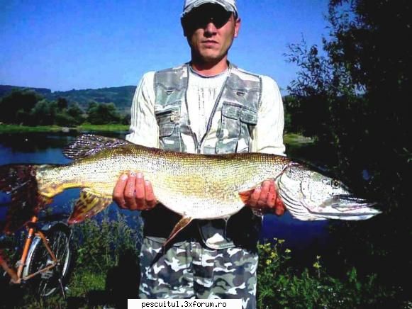 capturi rapitori - stiuca 7.4kg,capturata la twister - POZELE MELE - PESCUIT