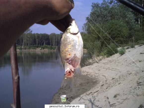 capturile mele la DABULENI - cam asta pateste un carasel care iti trage si - POZELE MELE - PESCUIT