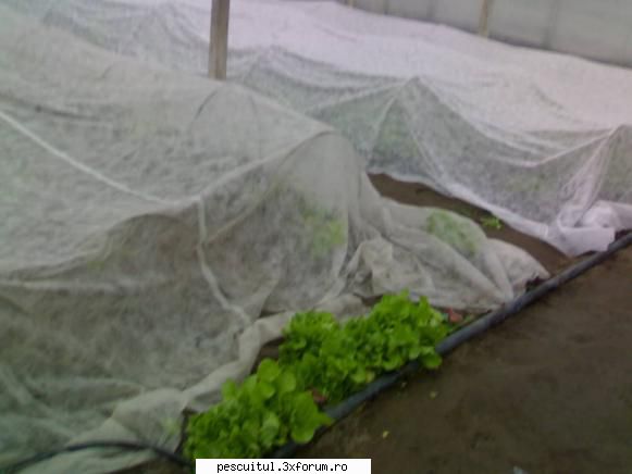 capturile mele la DABULENI - aici rasadurile proaspat plantate stau la - POZELE MELE - PESCUIT