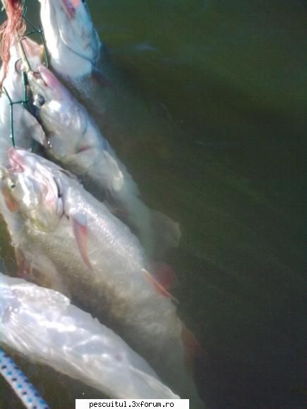 capturile mele la DABULENI - se stie,,, salau de 7 kg,,,scapat langa barca - POZELE MELE - PESCUIT