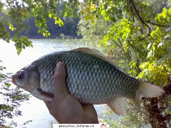 caras dificil - Cam asa arata carasii prinsi ieri noapte (cel din - PESCUIT LA DUNARE SI IN DELTA DUNARII