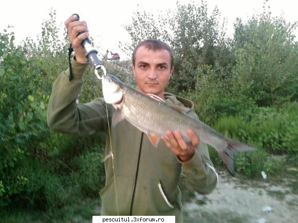 ce ati prins astazi? - Pe dunare,niste avatei:( - DISCUTII DIVERSE DESPRE PESCUIT